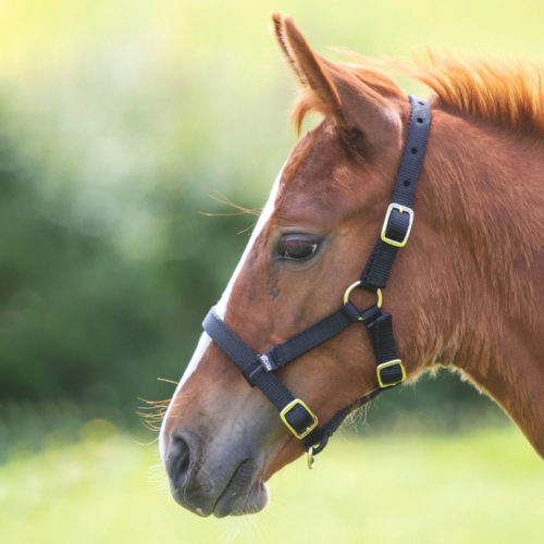 SHIRES Недоуздок для жеребят